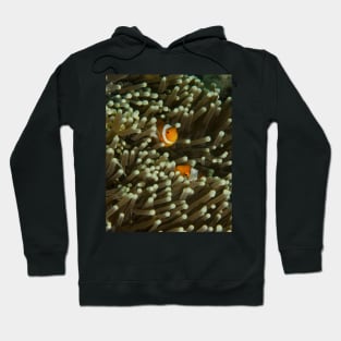 A Pair of Anemonefish Hoodie